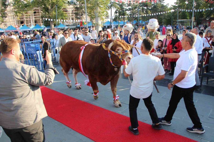 Boğalara kırmızı halı serdiler: 1,1 tonluk ‘Çınar’ birinci oldu