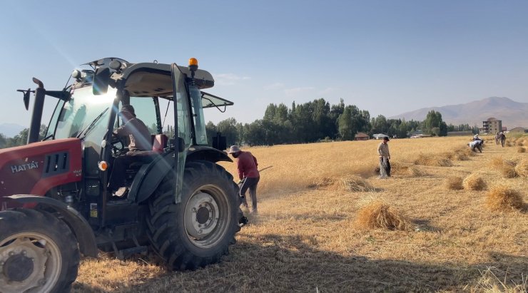 Yüksekova’da asırlık gelenek: İmece usulü hasat dönemi devam ediyor