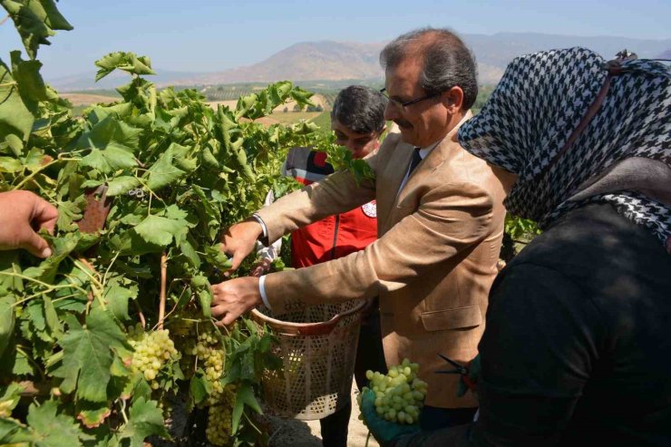 Kaymakam Güldoğan bağa girip üzüm kesti