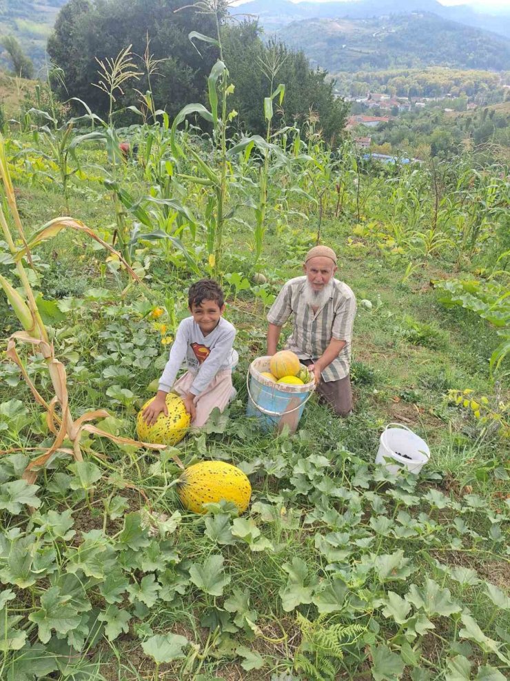 Türkeli’de küçük üretim, büyük ürün verdi