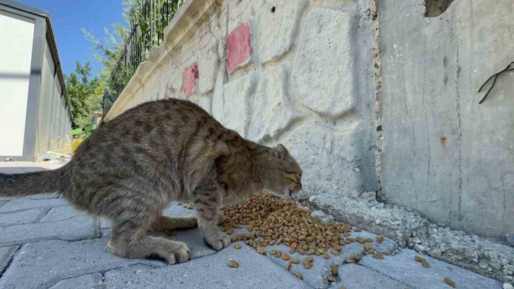 Adıyaman Belediyesi’nden sokak hayvanlarına mama ve su desteği