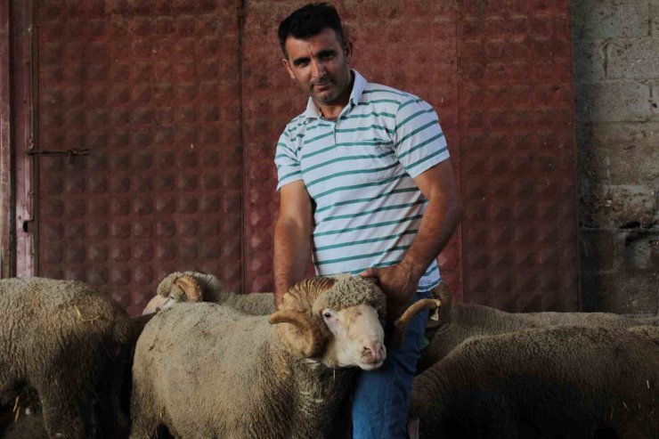 Milyonluk yerli koçun erkek üçüz yavrusu oldu