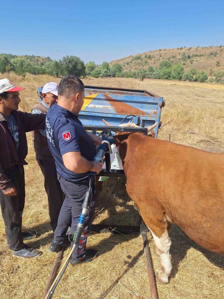 Bolu’da ineğin kafası tarım aletine sıkıştı