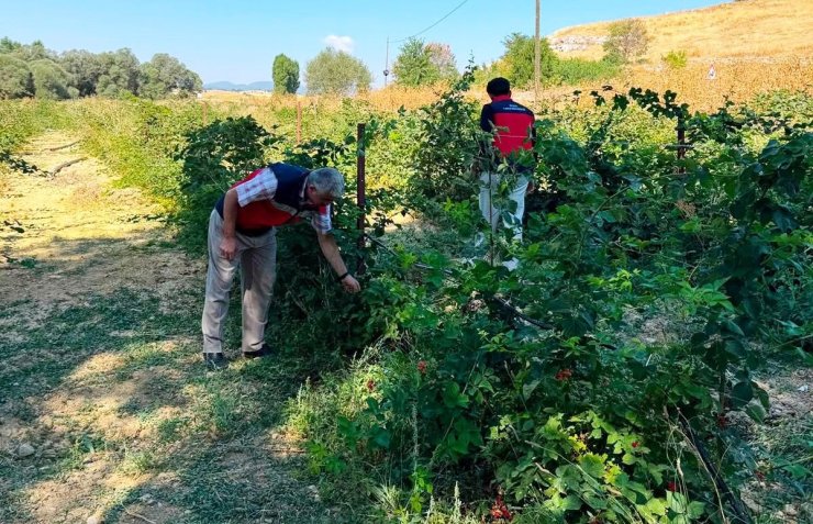 Dumlupınar Selkisaray Köyü’nde böğürtlen üretim alanı kontrol edildi