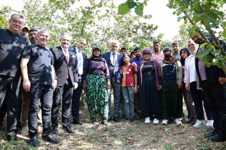Vali Makas, Cumayeri’nde fındık hasadına katıldı