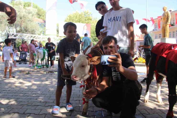 Muğla’da Buzağı Güzellik Yarışması düzenlendi