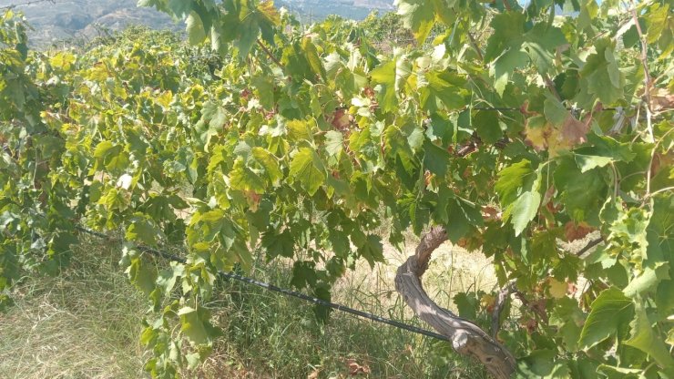 Emek hırsızları bağdan 2 ton üzüm çaldı