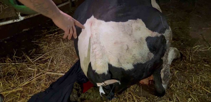 Bahçesine giren dananın kuyruğunu baltayla kesti