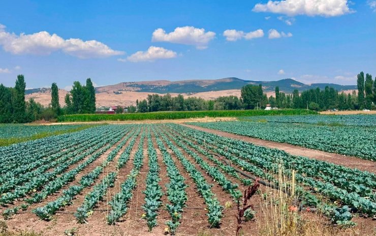 Sinanpaşa’da brokoli üretim alanlarında tarla kontrolleri gerçekleştirildi