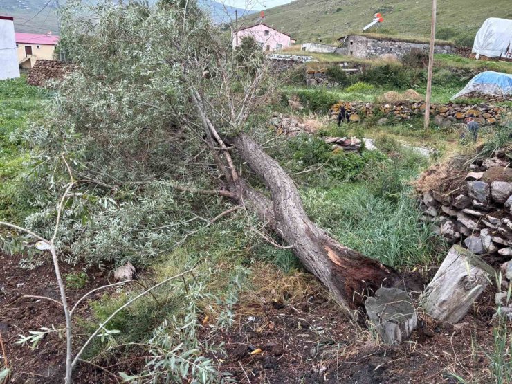 Ardahan’da şiddetli fırtına ağaçları kökünden söktü