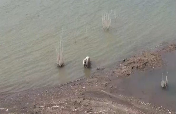 Aşırı sıcaktan bunalan köpeklerin baraj keyfi