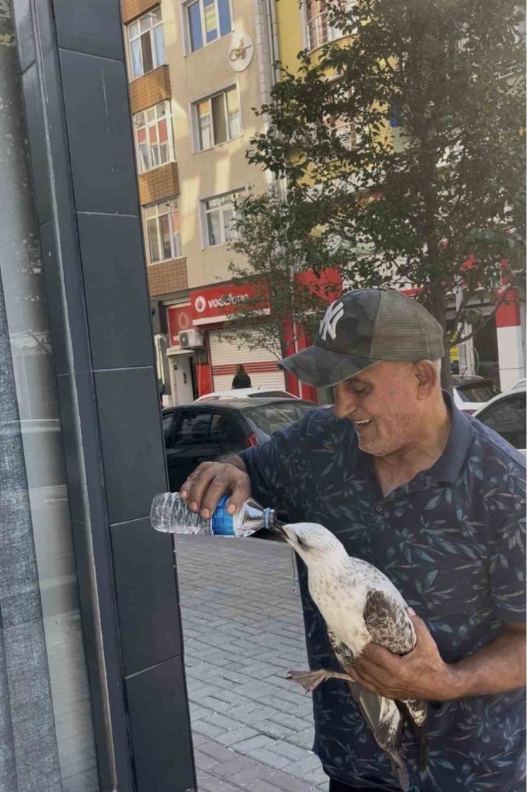Tekirdağ’da bitkin düşen martı kolunu ısırdı şefkatini eksik etmedi