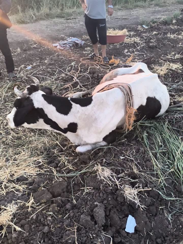 Reyhanlı’da bataklığa düşen büyükbaş hayvan kurtarıldı