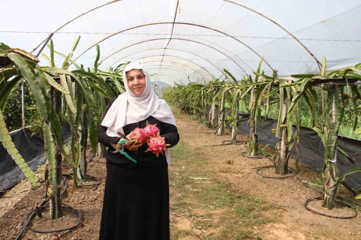 ’Burada yetişmez’ diyenlere inat üretime başladı, 1 tonun üzerinde ürün bekliyor