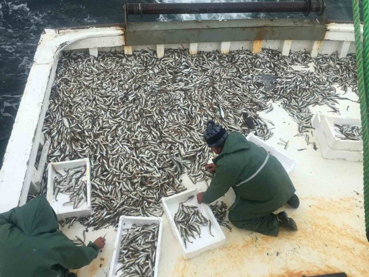 Karadeniz’de sezonun ilk balık avı: Ağlardan mezgit çıktı