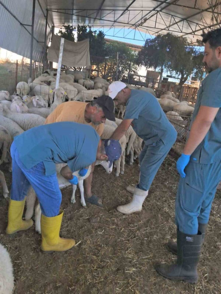 Köşk’te küçükbaş hayvanlara yönelik kimliklendirme çalışmaları sürüyor