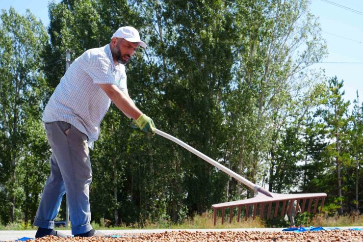Fındık için güneş yolculuğu: Trabzon’da toplanıyor, Bayburt’ta kurutuluyor