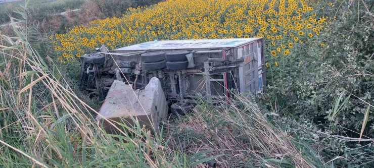 Kamyonet ayçiçeği tarlasına uçtu