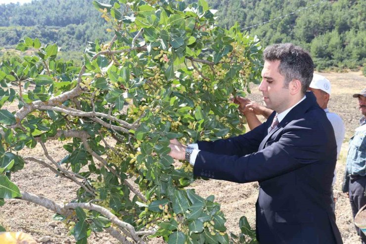 Selendi’nin ’Yeşil Altın’ın da hasat başladı