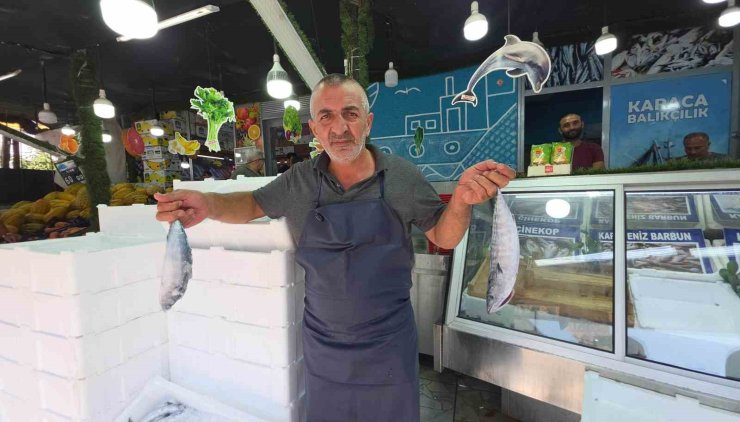 Düzce’de palamut tezgaha indi, vatandaş sıraya girdi