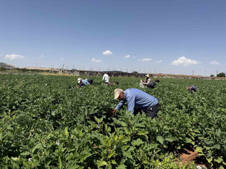 Gaziantep’te dolmalık patlıcan hasadı başladı