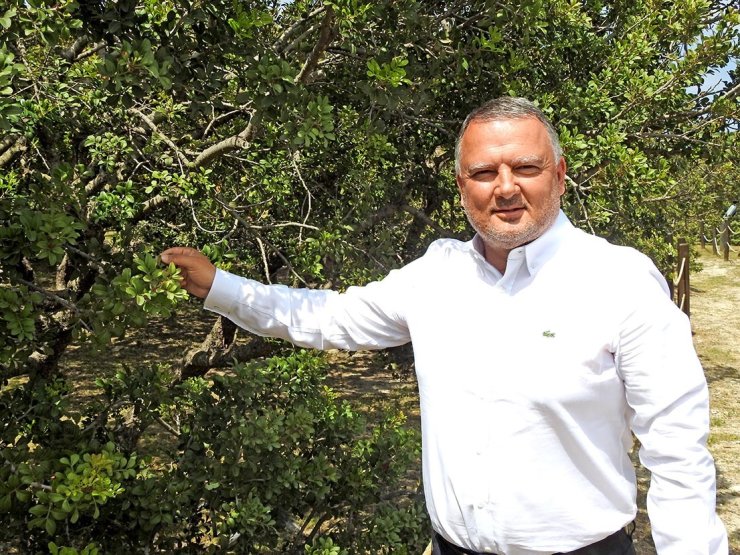 Çeşme damla sakızı uluslararası bilimsel yayına konu oldu