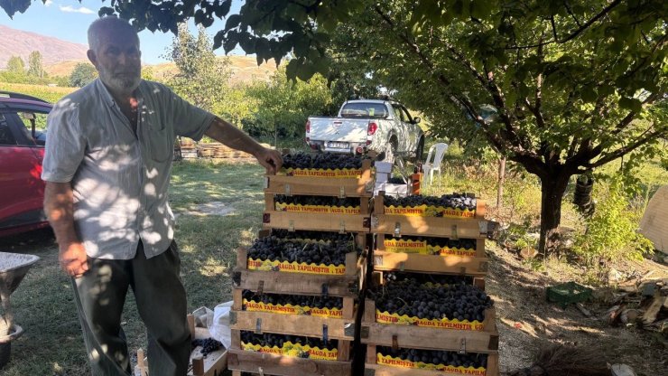 Erzincan’da 200 yıllık bağlarda Cimin Üzümü hasadı başladı