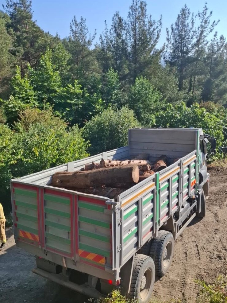 İskenderun’da kaçak ağaç kesimi yapanlara işlem yapıldı