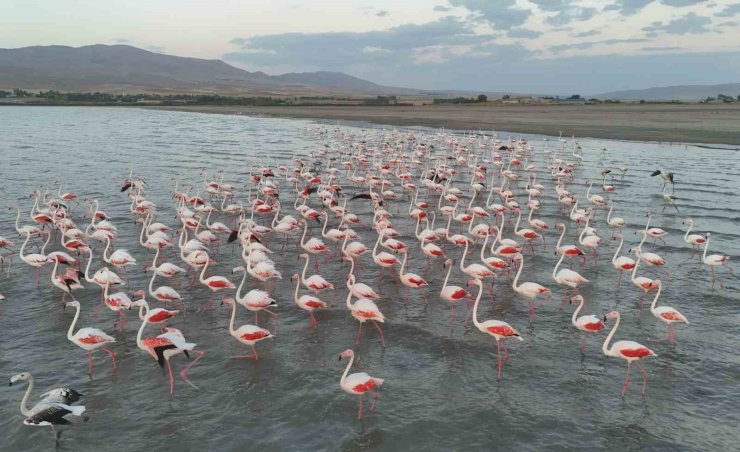 Gecikmeli gelen flamingolar Erçek Gölü’nü renklendirdi