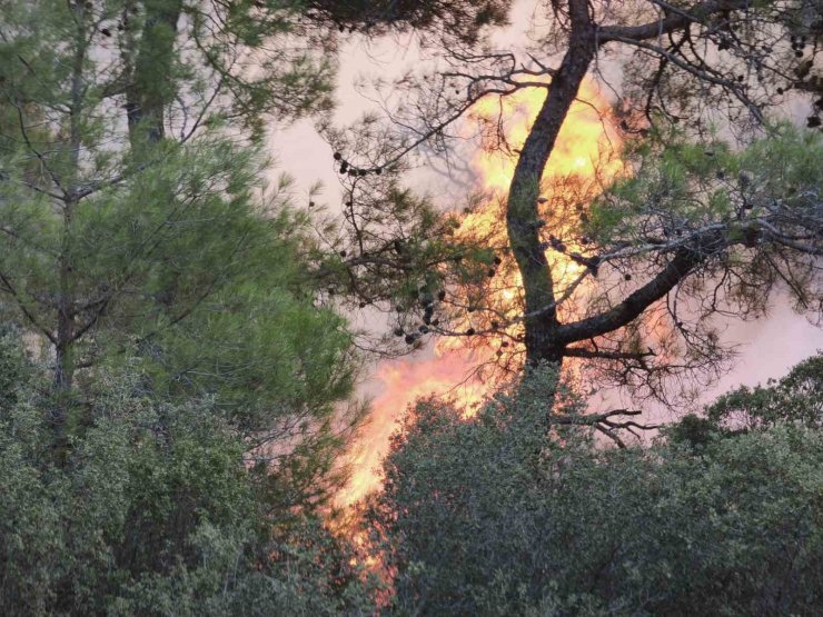 Muğla’daki orman yangınına müdahale devam ediyor