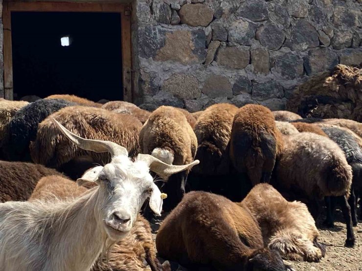 Patnos’ta koyun sağımı mesaisi devam ediyor
