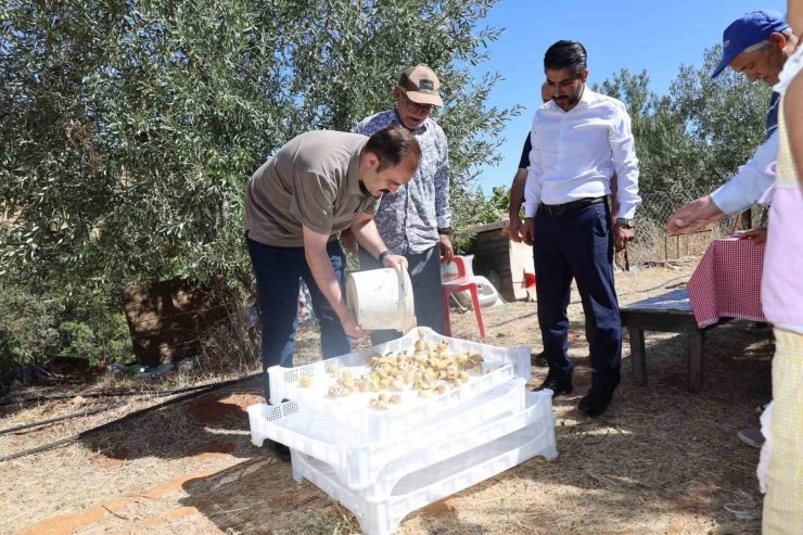 Kaymakam Battal, incir hasadında üreticilerle bir araya geldi