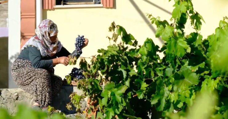 75 yıllık ömür, nasırlı eller ve Cimin üzümü