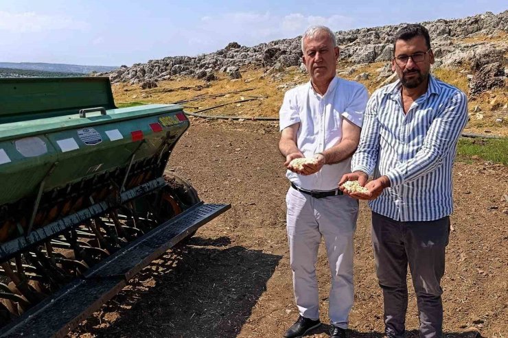 Araban sarımsağında zambak anaç tohum dönemi başlıyor