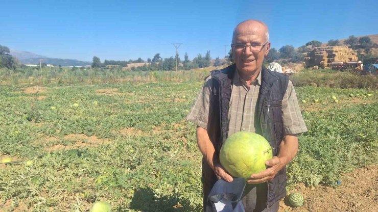 Manisalı çiftçi dede mirası ata tohumu karpuz geleneğini sürdürüyor