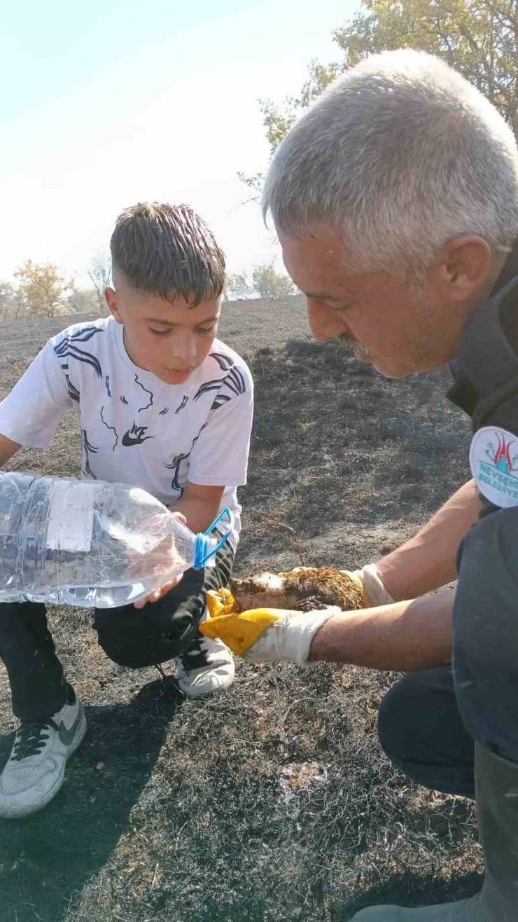 Yangında yaralanan kirpiyi itfaiye ekipleri hayata döndürdü