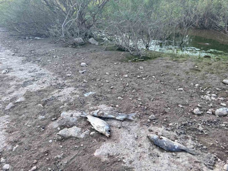 Ayvacık Barajı’nda toplu balık ölümleri