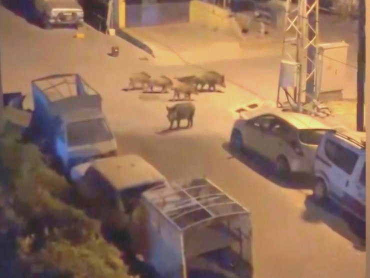 Marmaris’te gece yarısı domuz kovalamacası