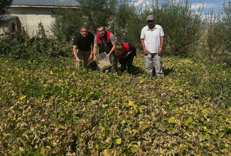 Aydıntepe şeker fasulyesi tarlada denetlendi
