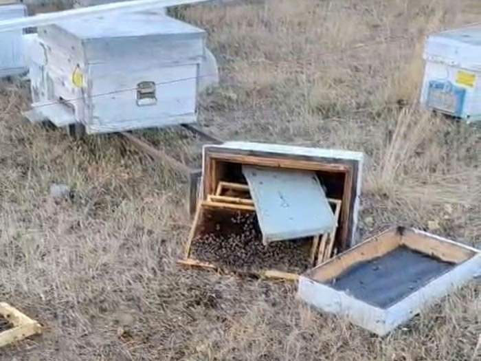 Ayılar arı kovanlarını parçaladı