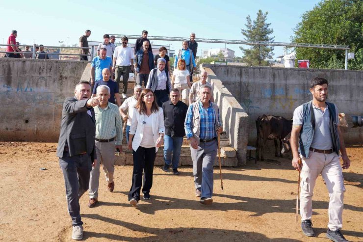 Eşbaşkan Bucak, hayvan borsasında incelemelerde bulundu