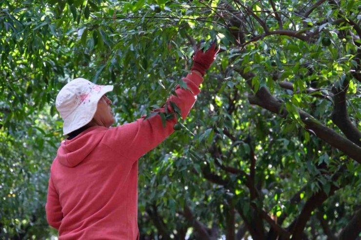 Yeşil Bodrum Mandalini hasadı devam ediyor