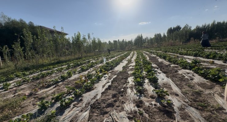Doğu’da alternatif tarım: Patnos’ta 5 dönümlük tarlada çilek hasadı