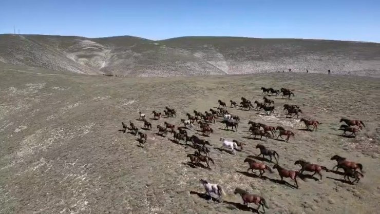 Akdağ’ın yılkı atları dronla görüntülendi