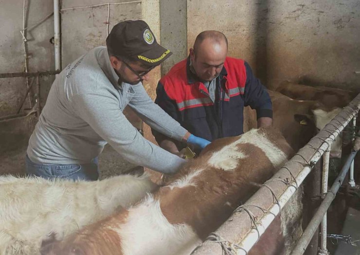 Aydıntepe’de büyükbaş hayvanlara şap aşılaması sürüyor