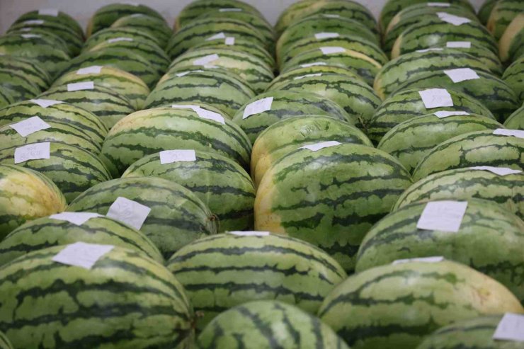 Diyarbakır’ın devasa karpuzları yarışma için özenle muhafaza ediliyor