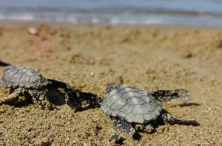 Kuşadası’nda sürpriz caretta caretta çıkışı