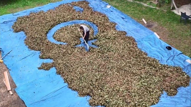 Fındık harmanında sıra dışı sanat: Fındıklarla Türkiye haritası ve bayrağı çiziyor