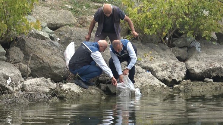Samsun’un iç suları 1 milyon 125 bin sazan yavrusu ile balıklandırıldı