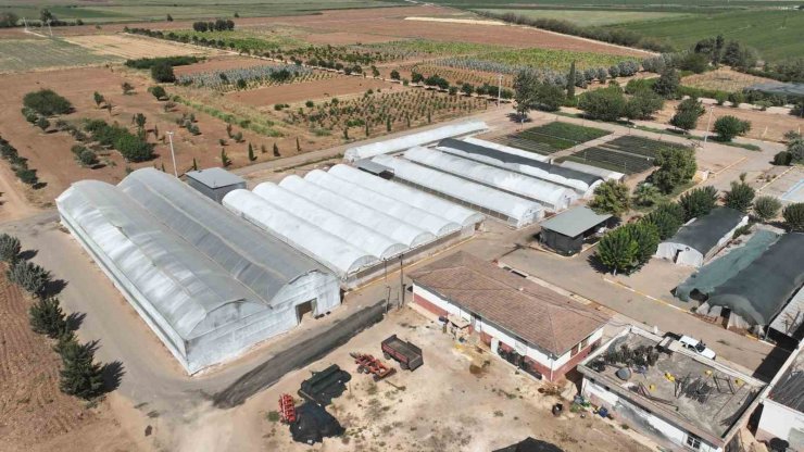 Şanlıurfa’da 500 bin mevsimlik çiçek üretilecek